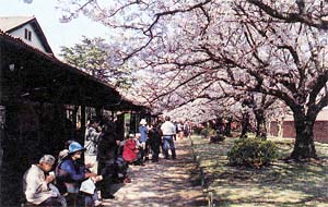 毎年、大勢の人々が訪れる春の観桜会