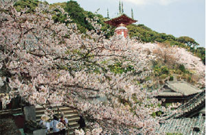 満開の桜の中の瑜祇塔