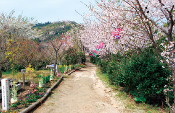 画像：見事な桜並木（観音崎）